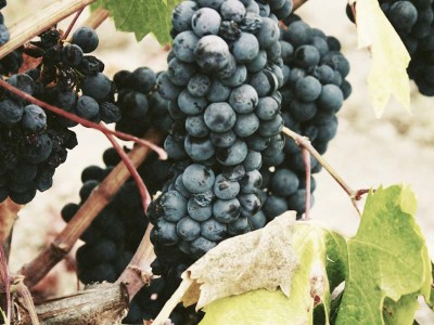 Tempranillo grapes season starts